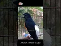 Download Lagu Murai batu gacor tembakan lovebird ngekek panjang