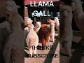 LLAMA CALLS #calls #llamas #llama #animals #sound #youtubeshorts