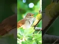 SUARA BURUNG SIKATAN LONDO DI HUTAN RIMBA MANTAP | NIGHTINGALE #birds #sikatanlondo #nightingale