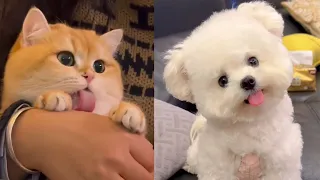 Cutest & Funnest Animal Moments 2025| Part 1: Kittens, Puppies & Their Adorable Friends -Video 2 🐶🐱
