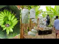 Lagu Chicken Egg Banana Planting Techniques to Harvest Supply the Chinese Market - Banana Farming