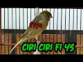 Download Lagu kenari f1 ys