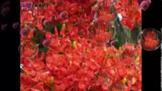 Nỗi Buồn Hoa Phượng - Đàm Vĩnh Hưng