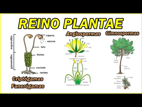 Download MP3 REINO PLANTAE: Criptogamas, Algas, Musgos, Fanerogamas, Gymmnosperma, Angiosperma, Monocotiledoneas