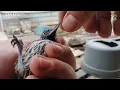 Download Lagu burung unik khas Kalimantan timur yang tak banyak yang tahu