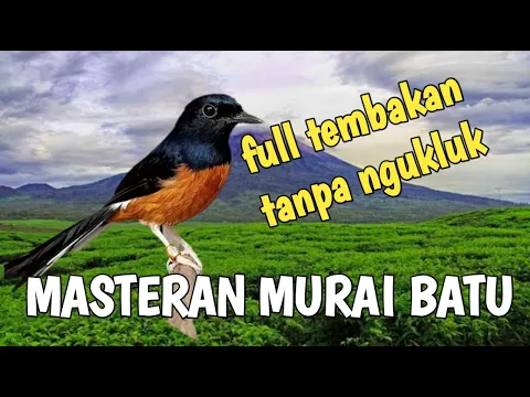 Download MP3 MASTERAN MURAI BATU FULL ISIAN TEMBAKAN ASLI HUTAN