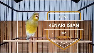 ini baru masteran kenari jos jawara kenari full isian joged ngedur gacor tanpa jeda hd