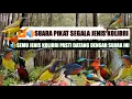 Download Lagu Suara pikat sogon,konin,sepah raja,manggar,pijantung gunung,merak