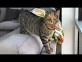 Download Lagu She Was Just a Frightened Kitten… Now She Never Stops Talking