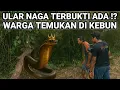 Download Lagu GEMPAR..! ULAR NAGA DI TEMUKAN WARGA SAAT KE KEBUN VIRAL DI JAWA TIMUR