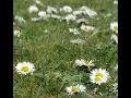 The Hidden World of the Daisy