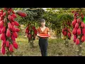 Download Lagu Harvesting Papaya Fruit Goes to market sell - Take care animals at farm | Phuong Daily Harvesting