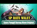 Download Lagu Suara Panggil Burung Walet SP RATU WALET By SWT , Swiftlet Calling Sound