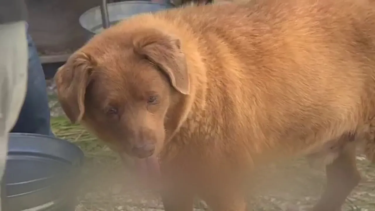 Watch Digi Shorts: Meet world’s oldest dog