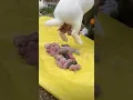 Baby rabbit