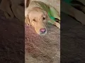 Download Lagu ayse mo latka ke #labrador #doglove #viral #trending #youtubeshorts