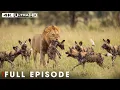 Lagu Powerful Hunters FULL EPISODE | Deadliest Lion | Nature Animal Documentary