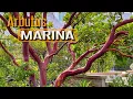 Geweldige schors, geweldige boom! Arbutus Marina (Marina Aardbeienboom)