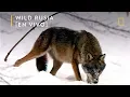 Download Lagu Wild Rusia: Siberia | Nat Geo