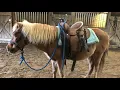 Pony Elmo For Sale