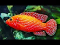 Download Lagu Top 10 kleurrijke zoetwateraquariumvissen