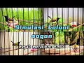 Download Lagu SIMULASI KOLONI SOGON !! untuk lomba