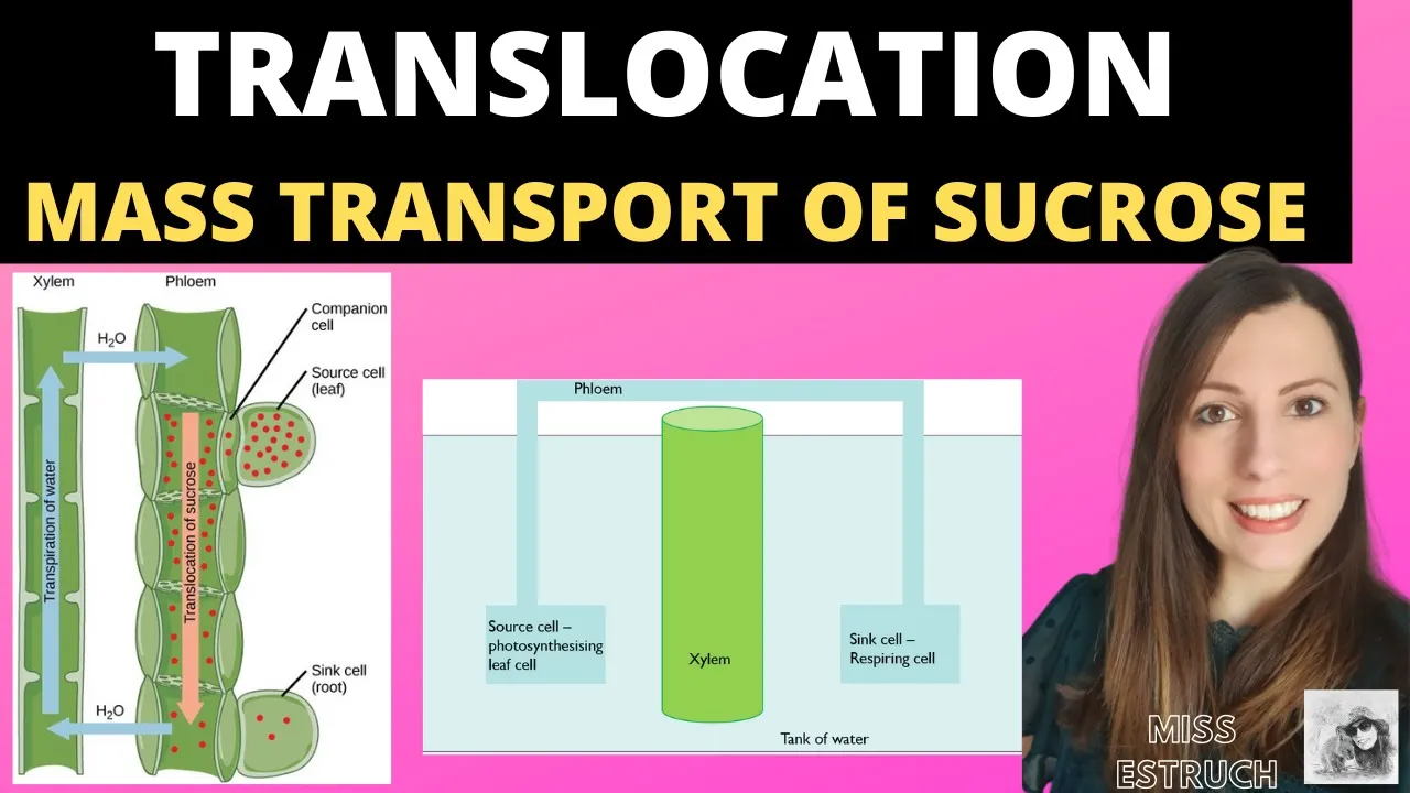 A-level Biology TRANSLOCATION OF SUCROSE- mass flow hypothesis in plants and structure of the phloem