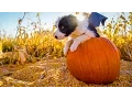 Puppy Halloween