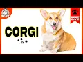 EVERYTHING You Need to Know About The CORGI