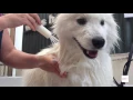 Pet Animal Groomer career - A day in the work life