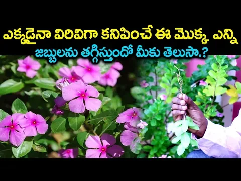 ఎక్కడైనా అందంగా కనిపించే ఈ మొక్క ఎన్ని జబ్బులను తగ్గిస్తుందో తెలుసా.? Billa Ganneru chettu upayogalu
