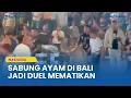 Download Lagu Duel Maut di Arena Tajen Bali, Seorang Tewas Terkena Tikaman