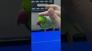 ببغاء الدرة متكلم   صوت بوسه       دندنها