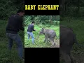 Download Lagu baby elephant protect his mum