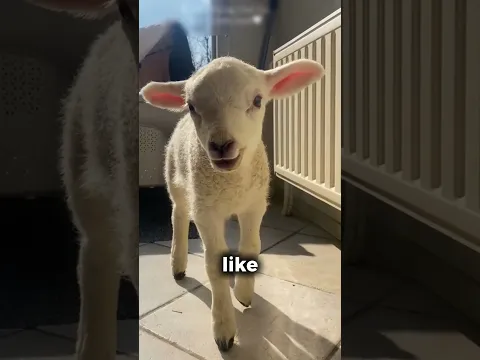 DANGEROUS SHEEP! 😱