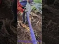 Download Lagu Yam Harvesting: Pulling Pre-Buried Cloth to Get Tubers