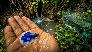 Fui a buscar peces betta en una laguna y encontré ESTO…