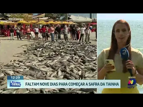Contagem regressiva: faltam nove dias para o Início da Safra da Tainha
