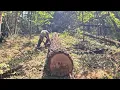 Download Lagu Red Oak Giants: Van het bos naar de molen