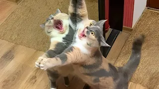 top funny dog video of this month crazy cats attacking dogs again ffunny dog and cat 2023 
