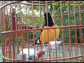 Download Lagu Murai batu Sabah: aksi menggoda lawan | Mix kicau