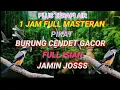 Download Lagu 1 jam full suara pikat/masteran burung cendet + terapi air#burungcendet