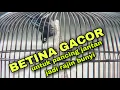 Rambatan doraemon betina gacor memanggil jantan !!!
