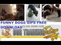 Funny Dogs Gifs Free Download