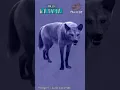 Download Lagu Paleotrivia: Lobo gigante (1) ¿conoces bien a este cánido?  #palaeos #trivia #quiz #paleontologia