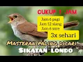 Download Lagu MASTERAN SUARA SIKATAN LONDO(COMON NIGHTINGALE)#sikatanlondo
