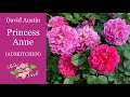 Download Lagu 🌹 David Austin's Princess Anne Rose / 3rd Year / (AUSKITCHEN)
