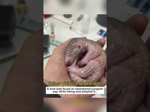 Rescuing a baby pangolin #animals #wildliferescue #cute #lovestory #rescue #wildlife #pangolin