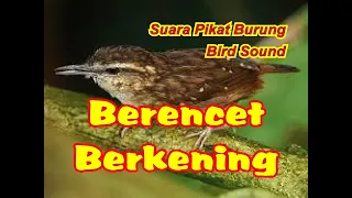 Download SUARA PIKAT BURUNG BERENCET BERKENING | SUARA BURUNG BERENCET BERKENING MP3