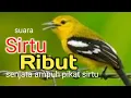 Download Lagu Sirtu Ribut mp3.Senjata paling ampuh pikat sirtu